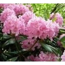 Alppiruusu Viheraarni Rhododendron Helsingin Yliopisto 30-40