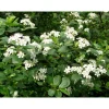 Koristearonia Aronia x prunifolia Viheraarni