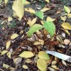 Pihajasmike Philadelphus coronarius Viheraarni