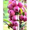 Pilariomenapuu Malus Viheraarni Elina