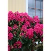 Puistoalppiruusu Rhododendron Viheraarni Nova Zembla 30-40