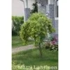 Riippahernepuu Viheraarni Caragana Arborescens Pendula 180-